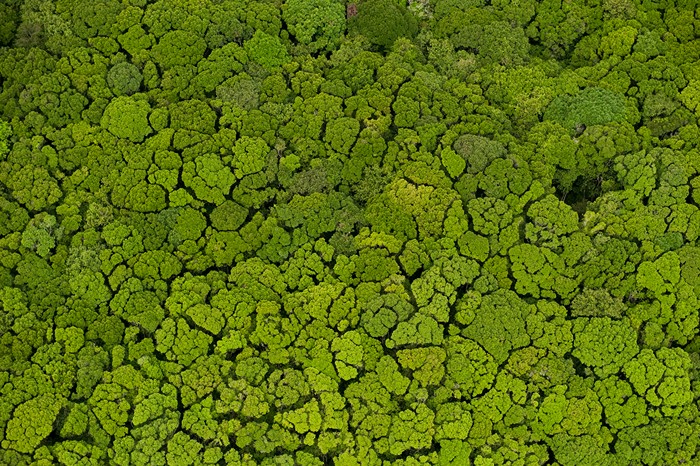 Aerial view of Guyana's rainforest canopy