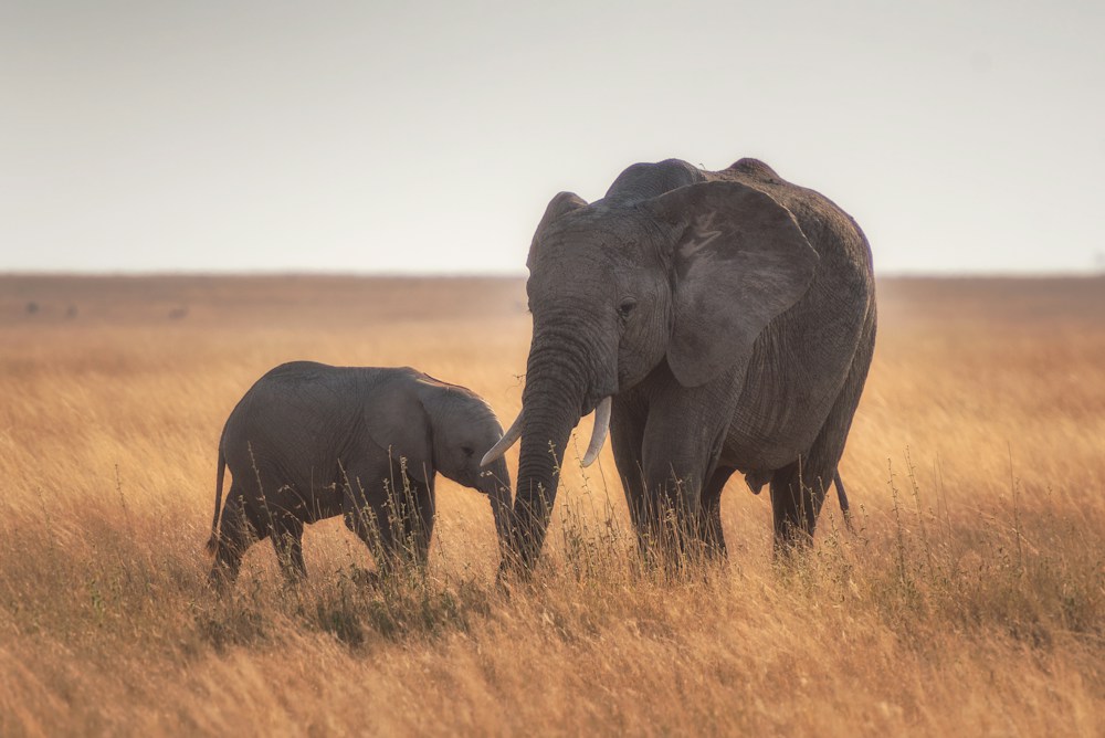 An African elephant and calf walking through golden savanna