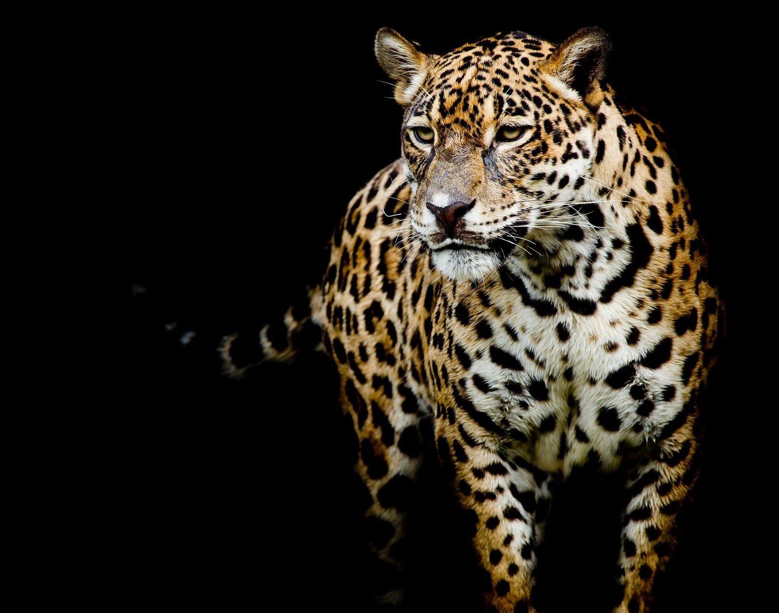 Jaguar portrait
